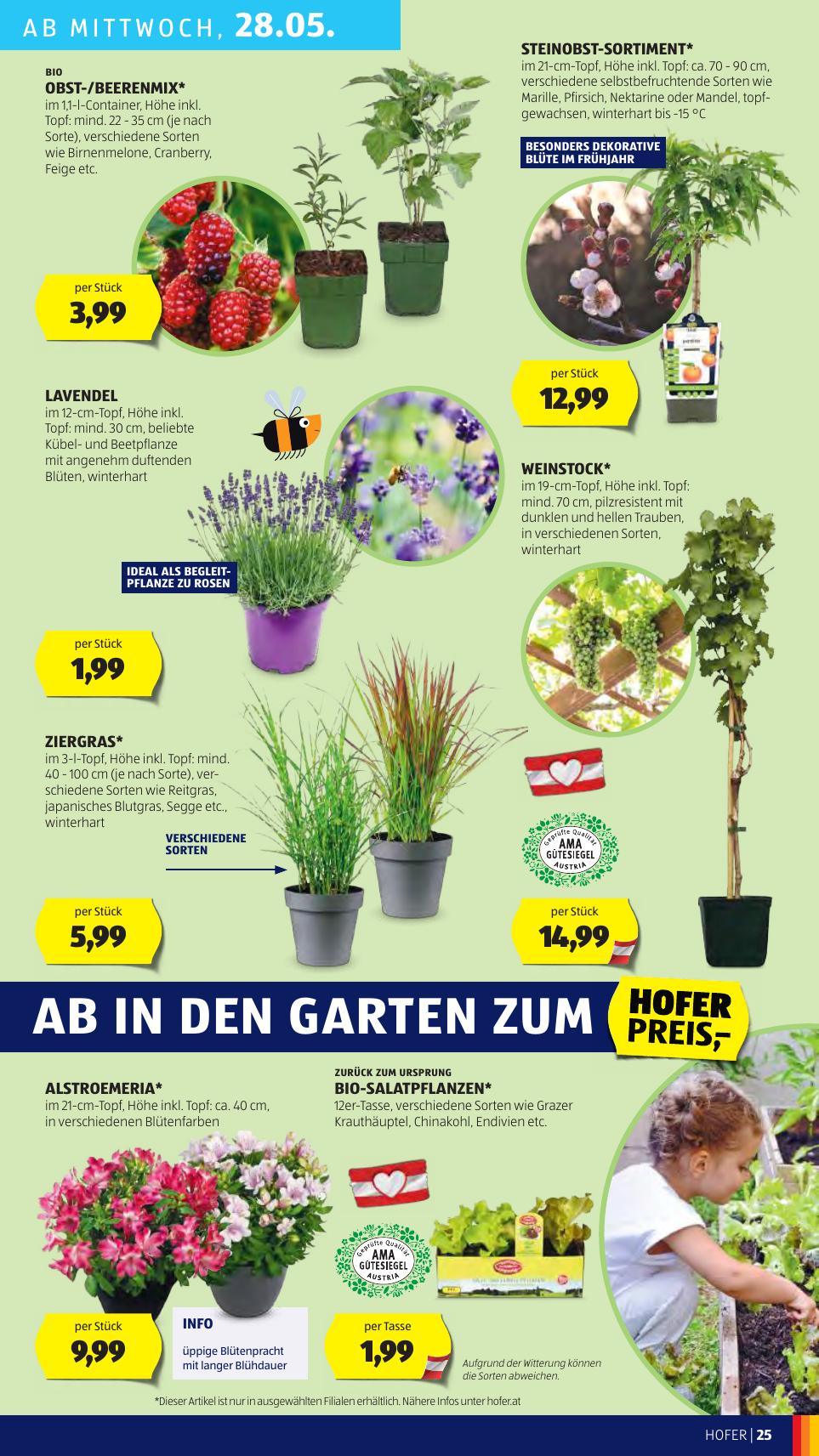 Hofer flyer page