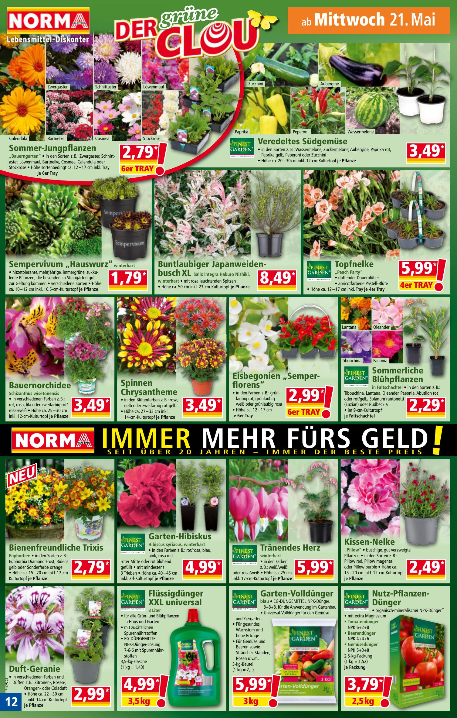 Norma flyer page