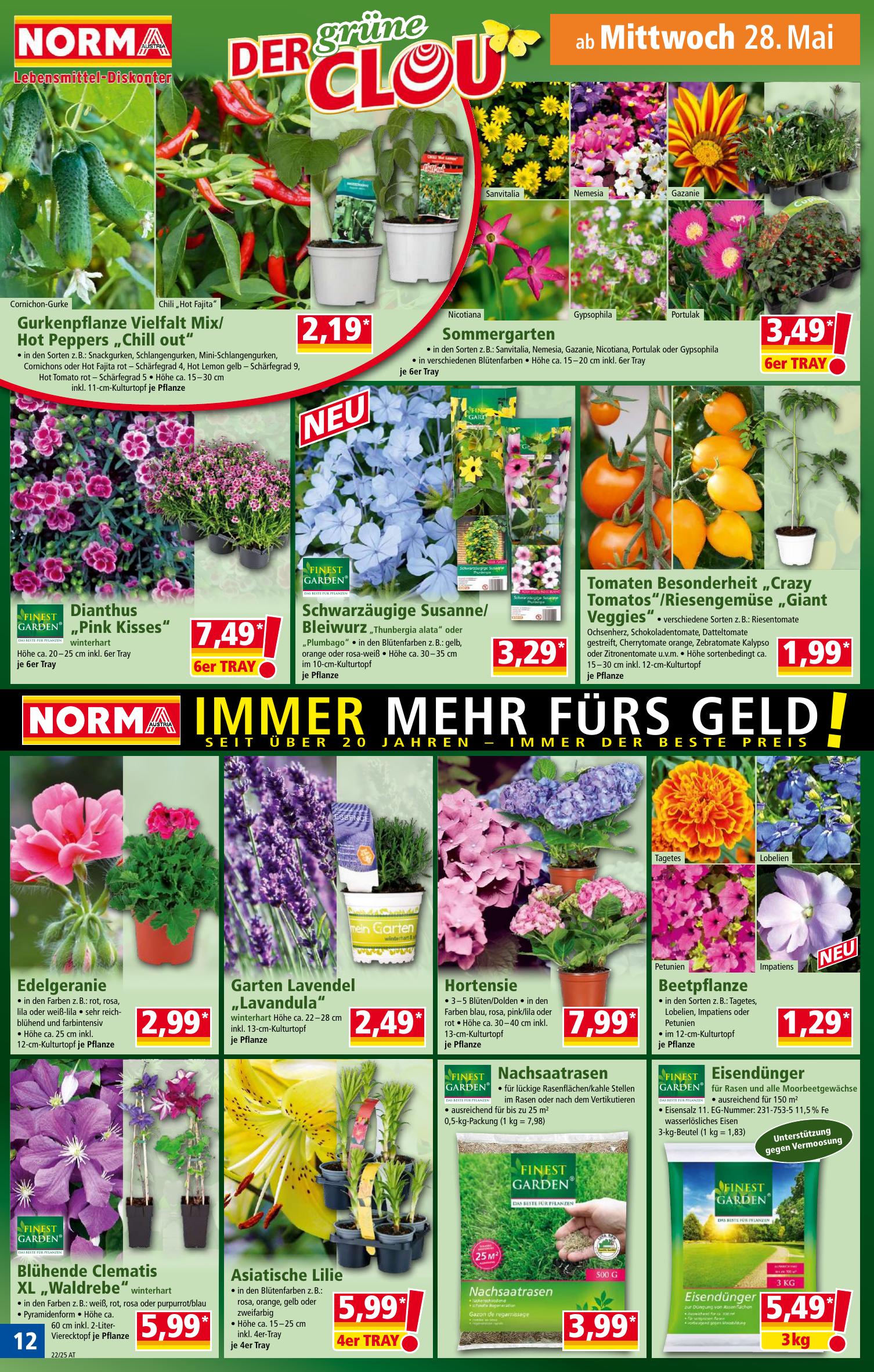 Norma flyer page