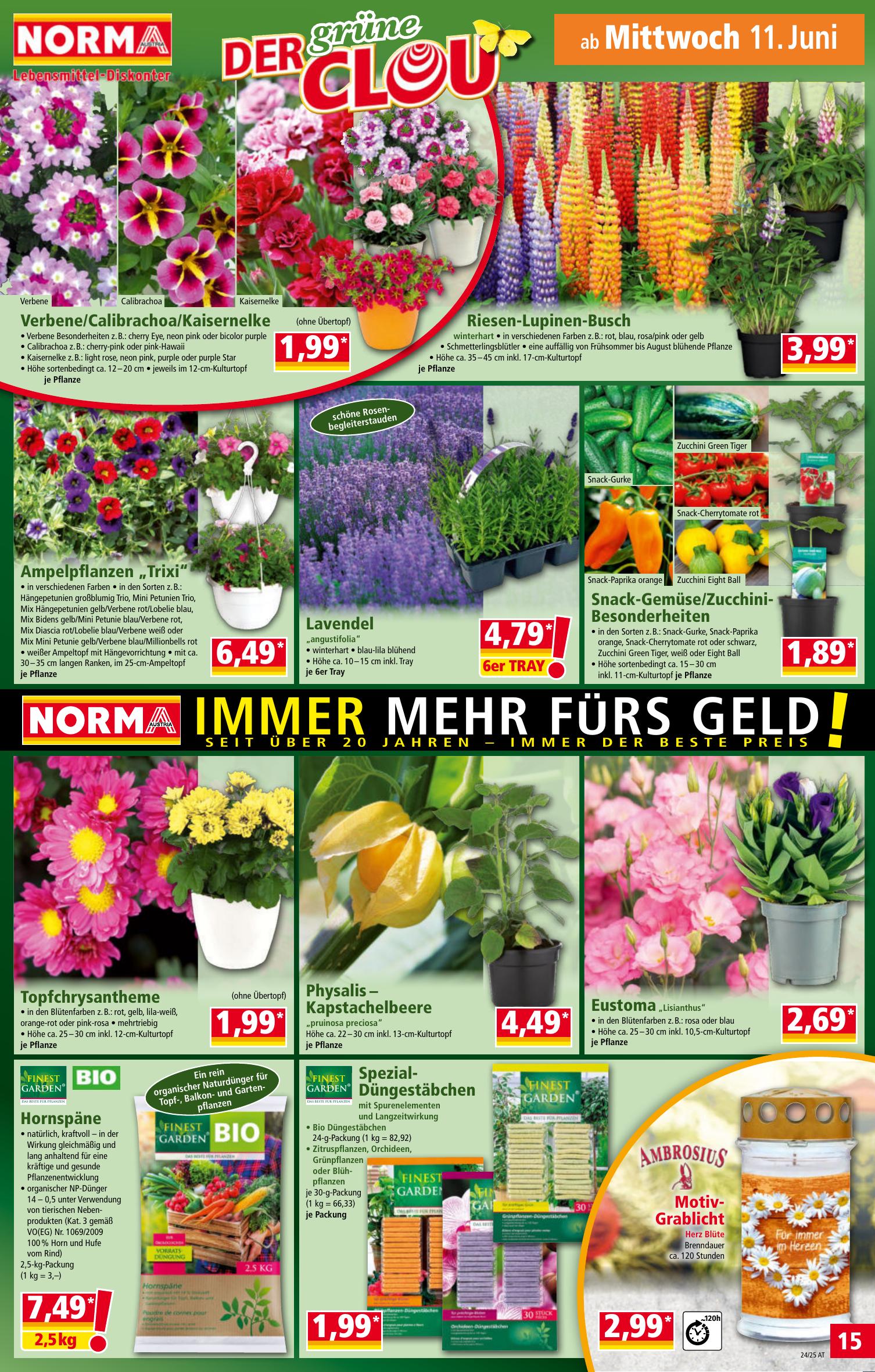 Norma flyer page