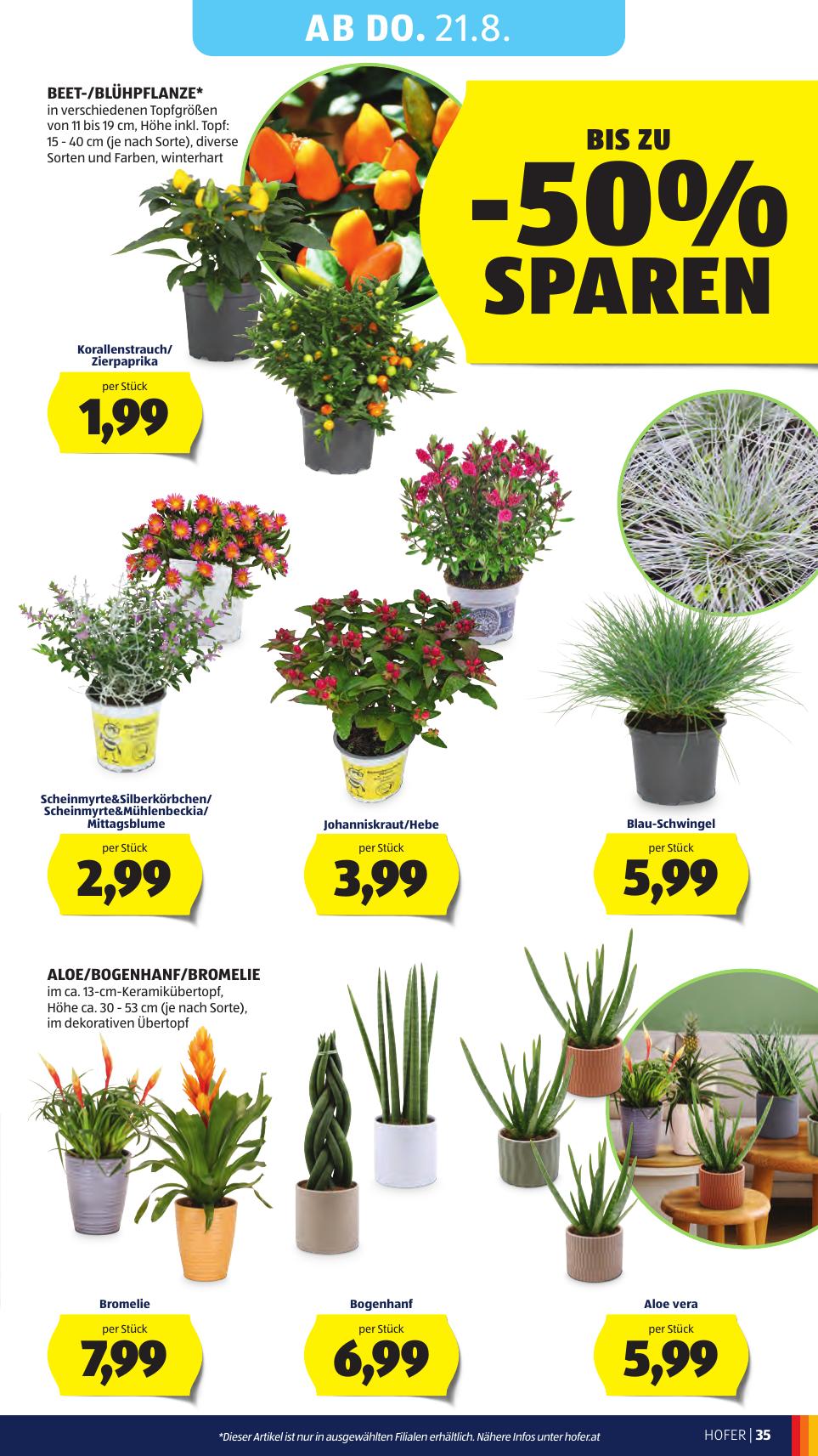 Hofer flyer page
