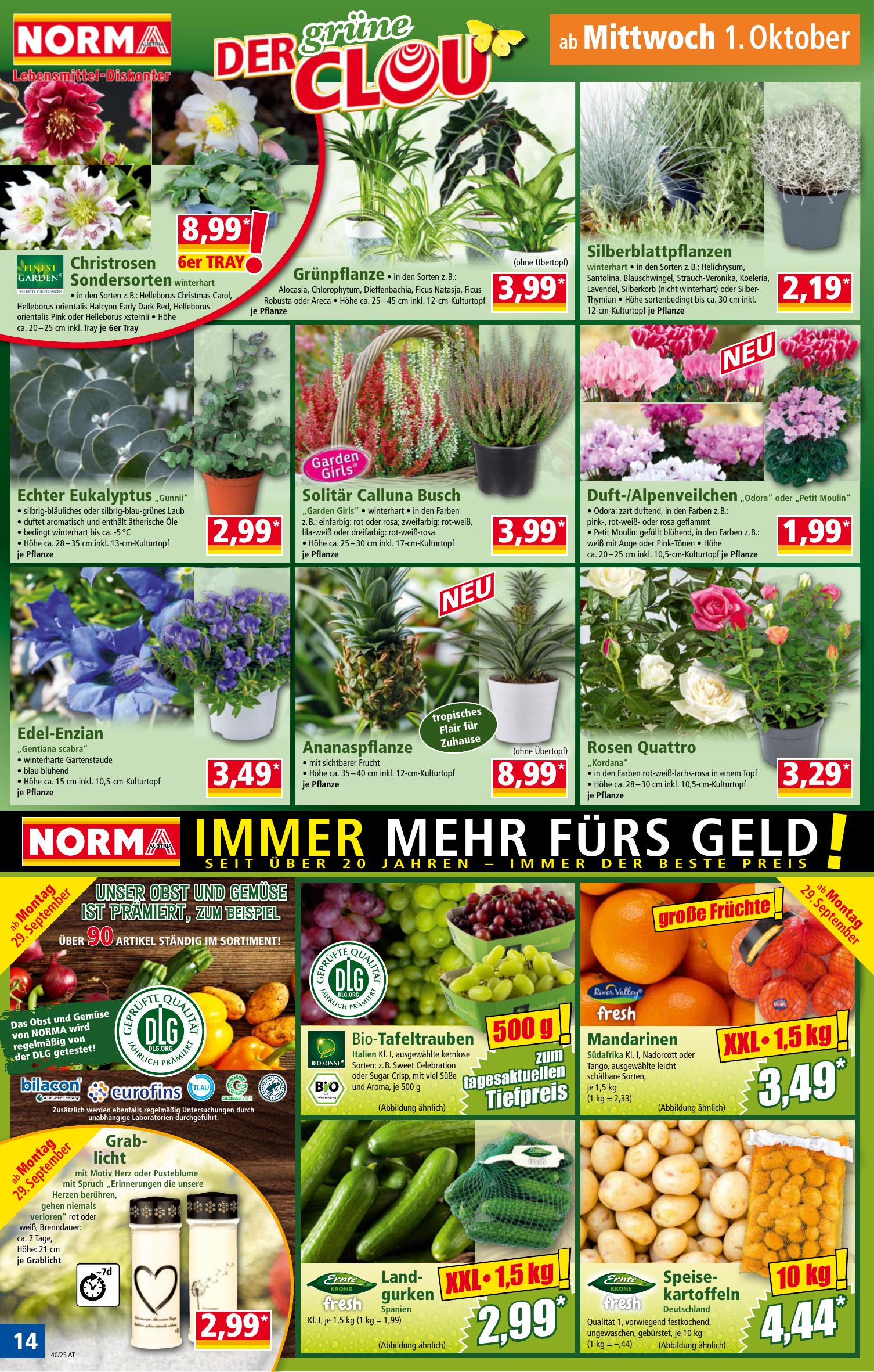 Norma flyer page